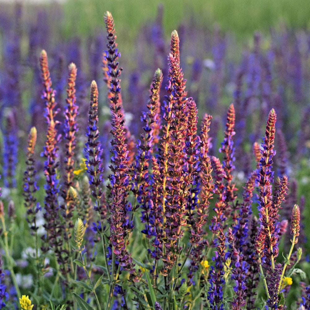 Bramble Berry Clary Sage Essential Oil